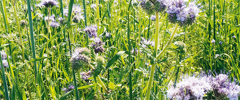 Getreide und Saatgut - Handels­ge­sell­schaft für Naturprodukte mbH Gut